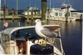 [photo, Seagull at pier, Chesapeake Beach, Maryland]